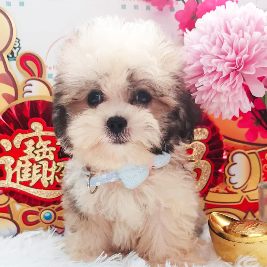 Shih Tzu Puppy (Male) For Sale
