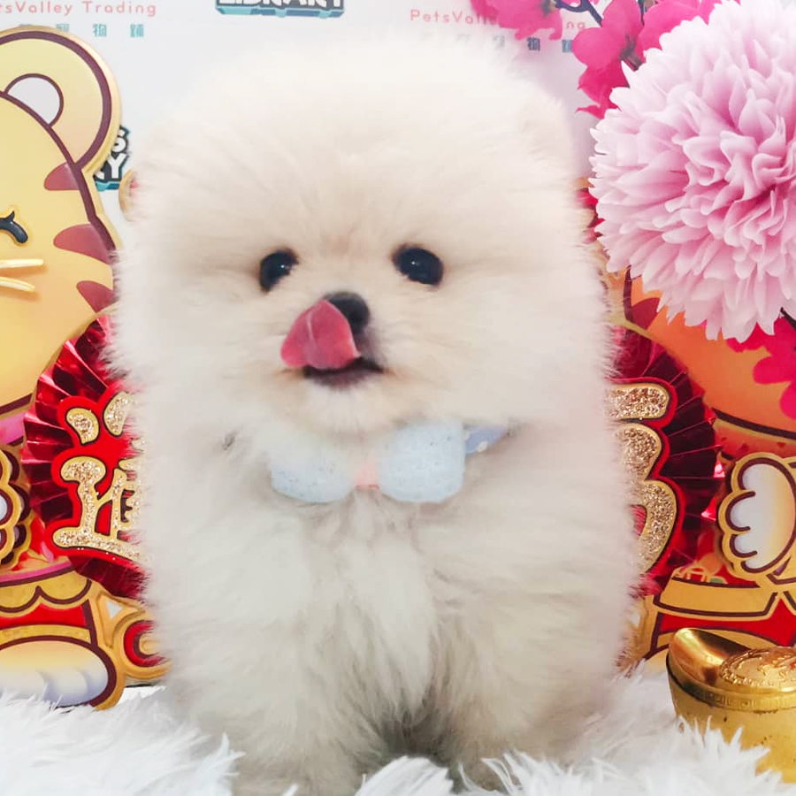Pomeranian Puppy (Male) For Sale