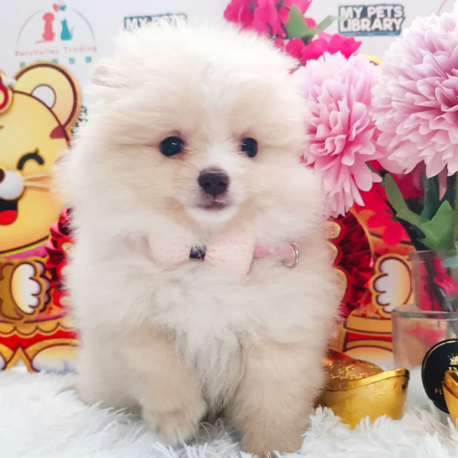 Pomeranian Puppy (Female) For Sale