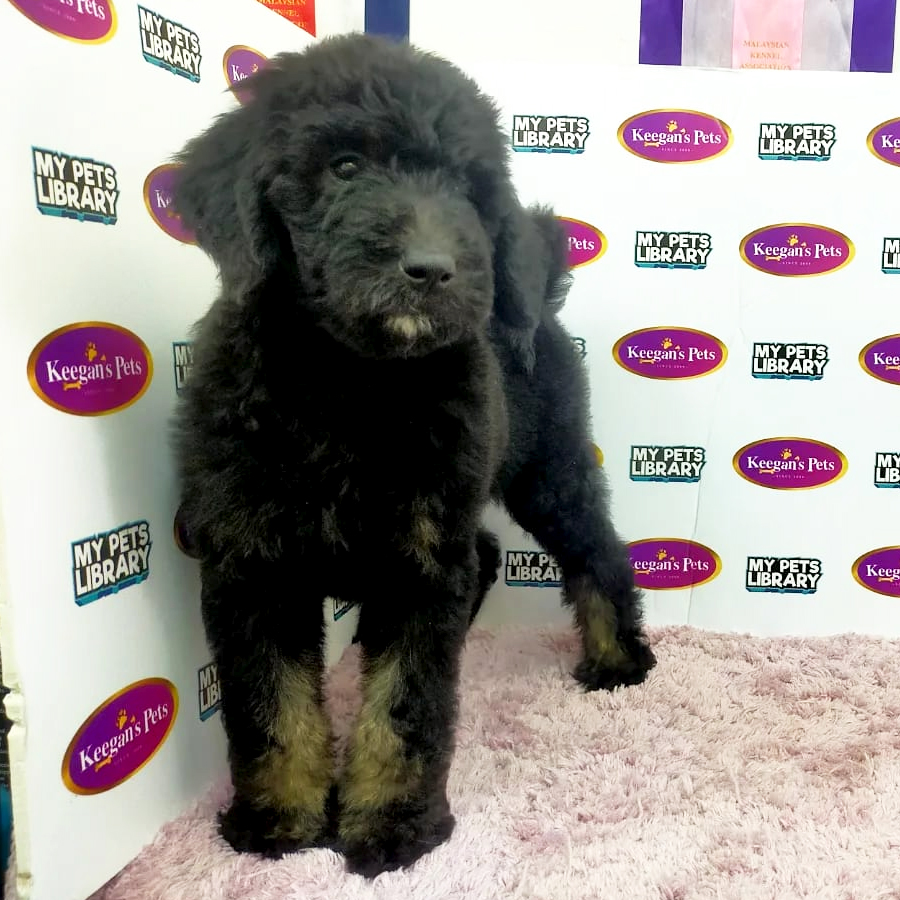 Standard Poodle Puppy (Female) For Sale