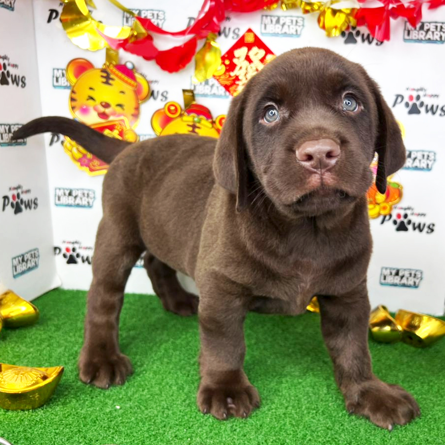 Labrador Puppy (Male) For Sale