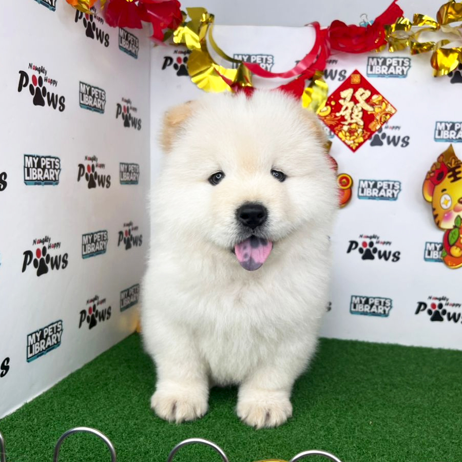 Chow Chow Puppy (Male) For Sale