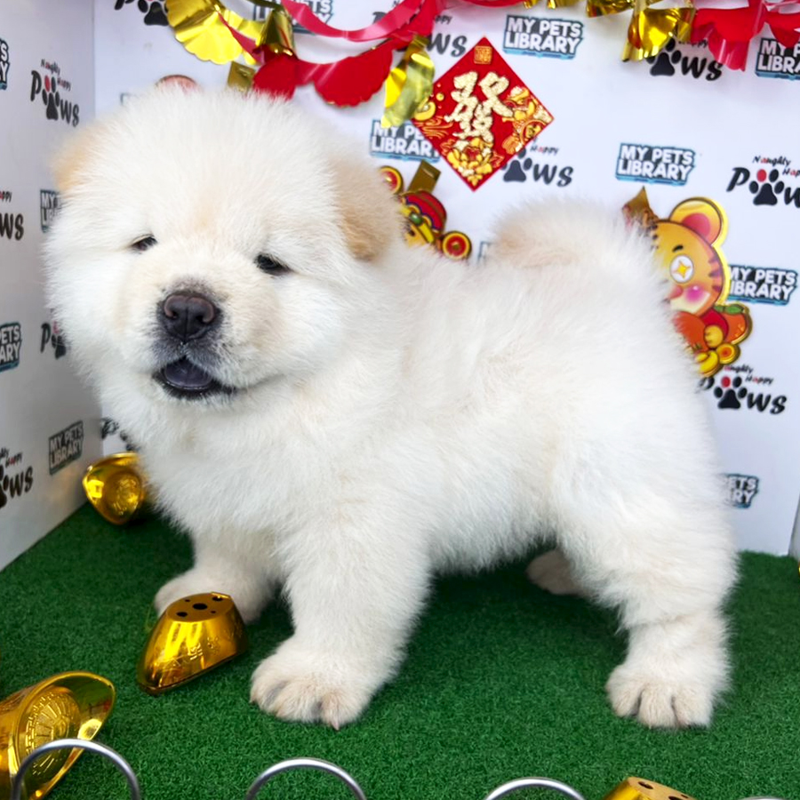 Chow Chow Puppy (Male) For Sale