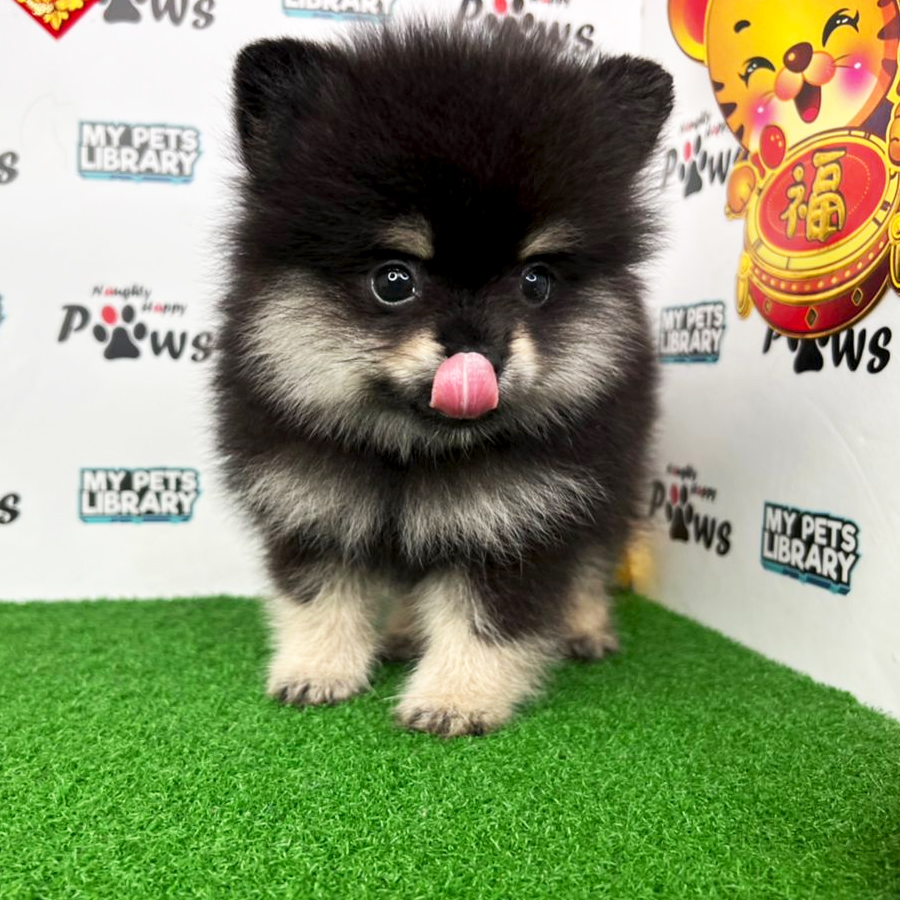 Pomeranian Puppy (Female) For Sale