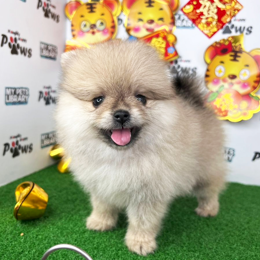 Pomeranian Puppy (Female) For Sale