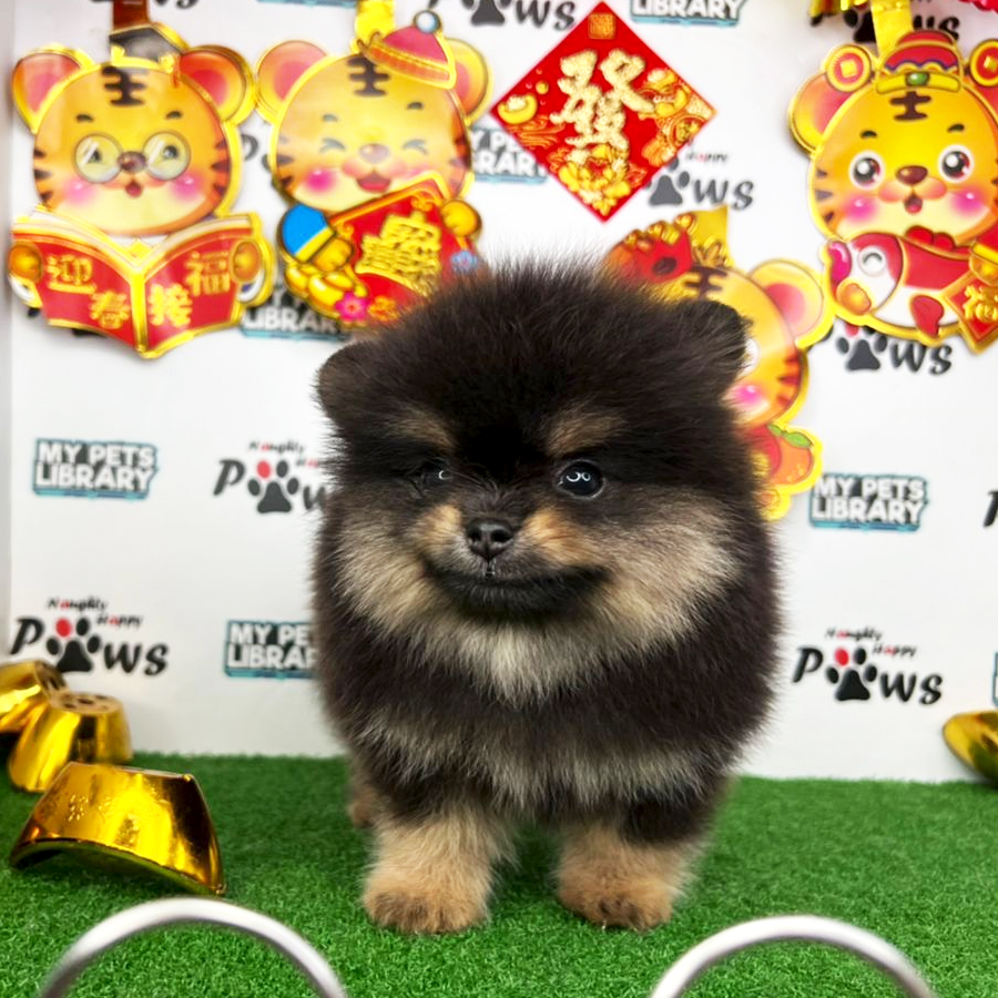 Pomeranian Puppy (Male) For Sale