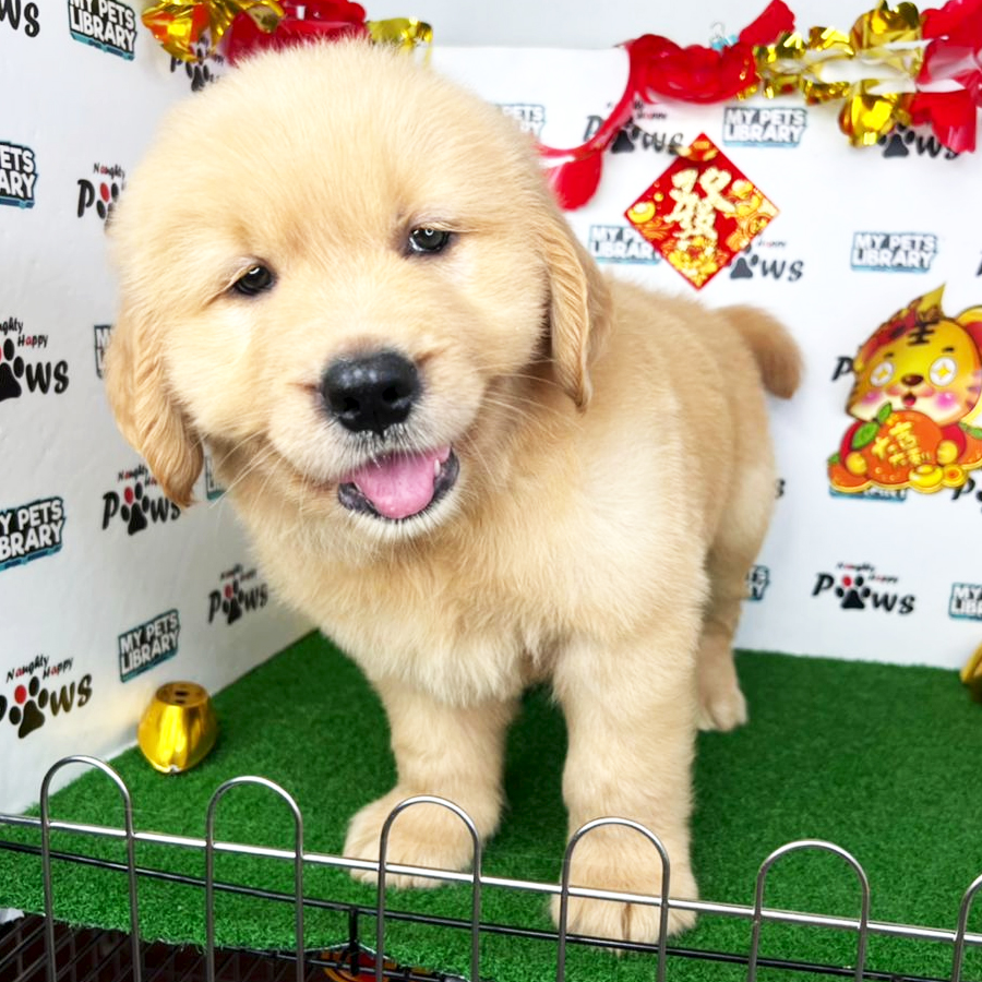 Golden Retriever Puppy (Male) For Sale