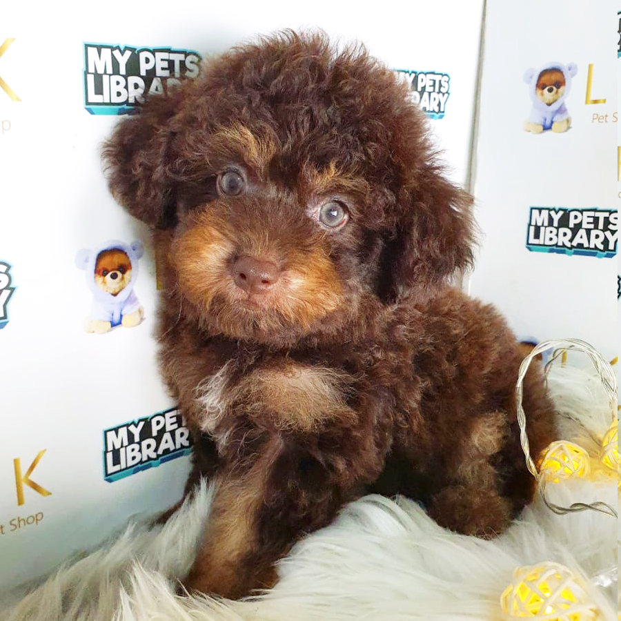Toy Poodle Puppy (Male) For Sale