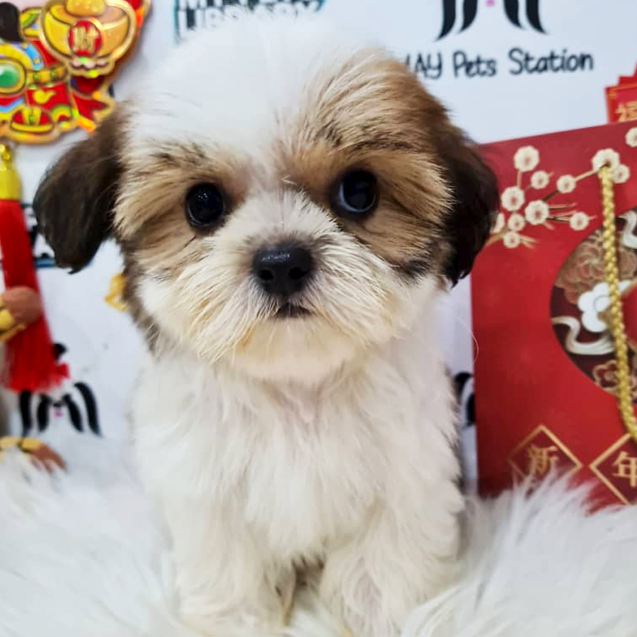 Shih Tzu Puppy (Female) For Sale