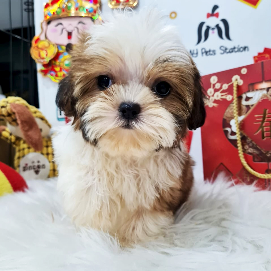 Shih Tzu Puppy (Female) For Sale