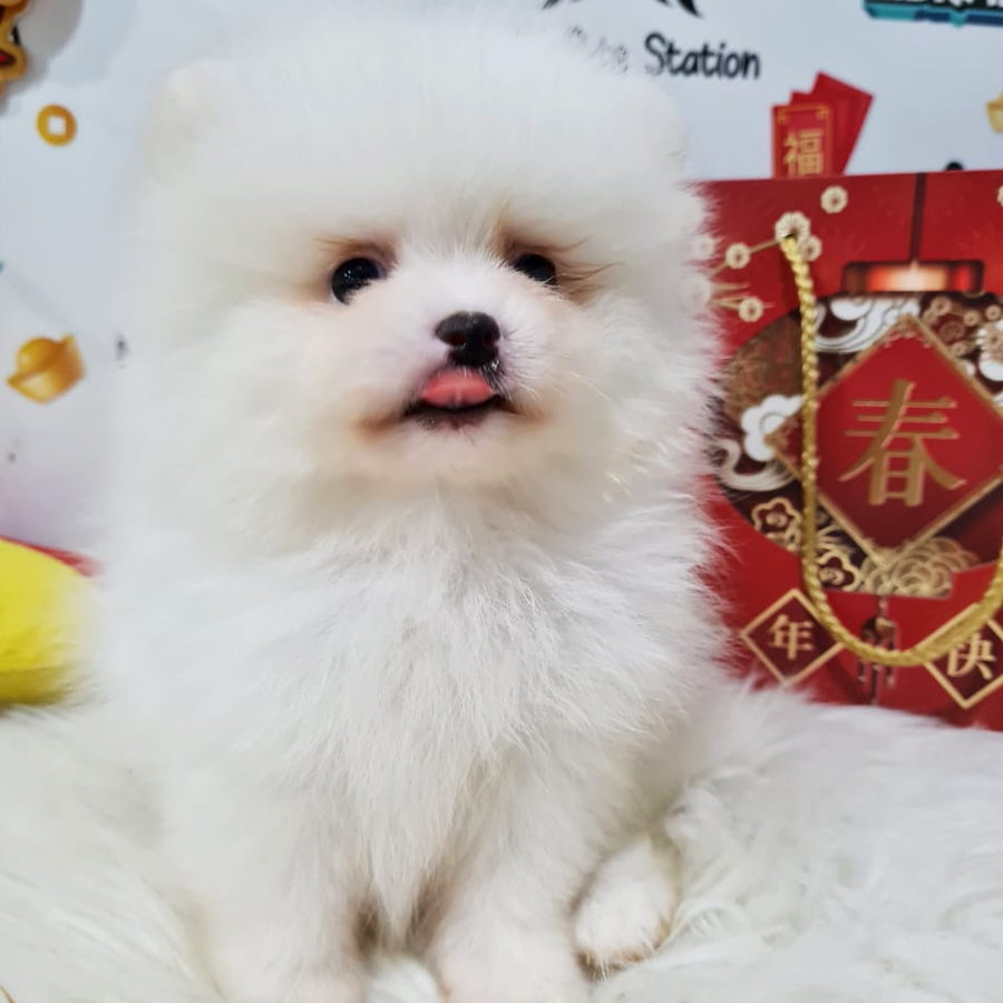 Pomeranian Puppy (Female) For Sale