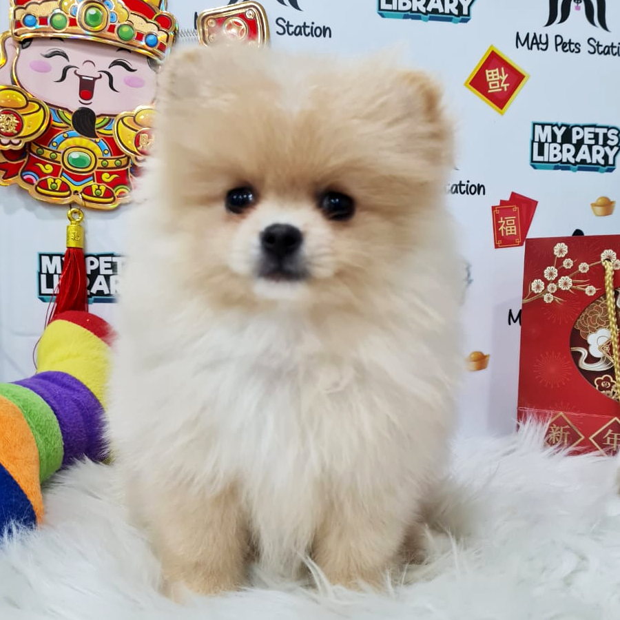 Pomeranian Puppy (Female) For Sale