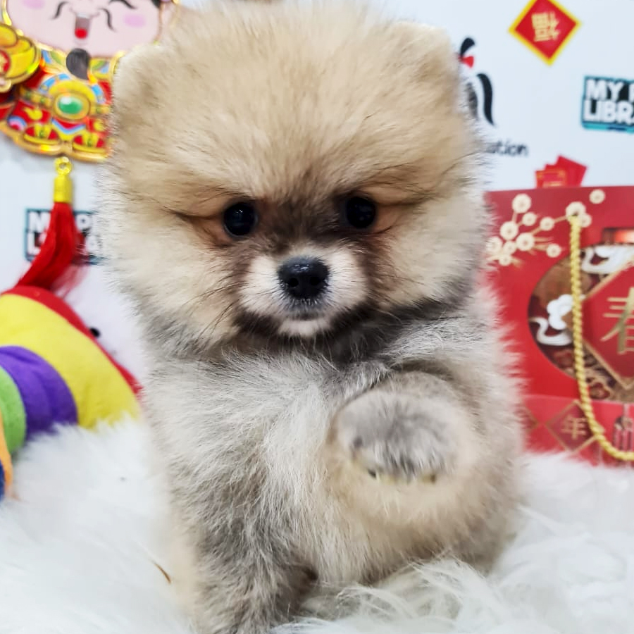 Pomeranian Puppy (Female) For Sale