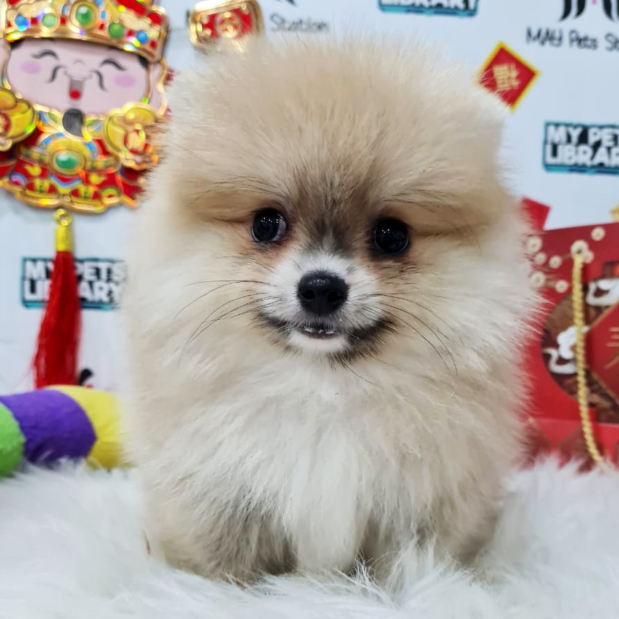 Pomeranian Puppy (Male) For Sale