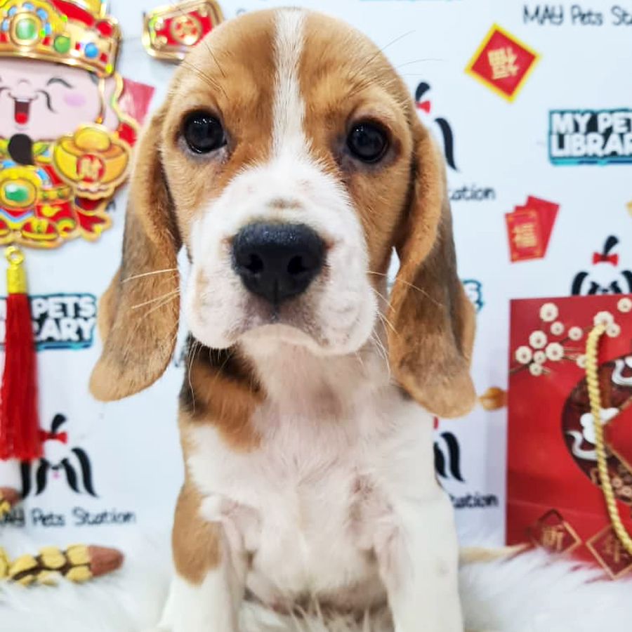 Beagle Puppy (Male) For Sale