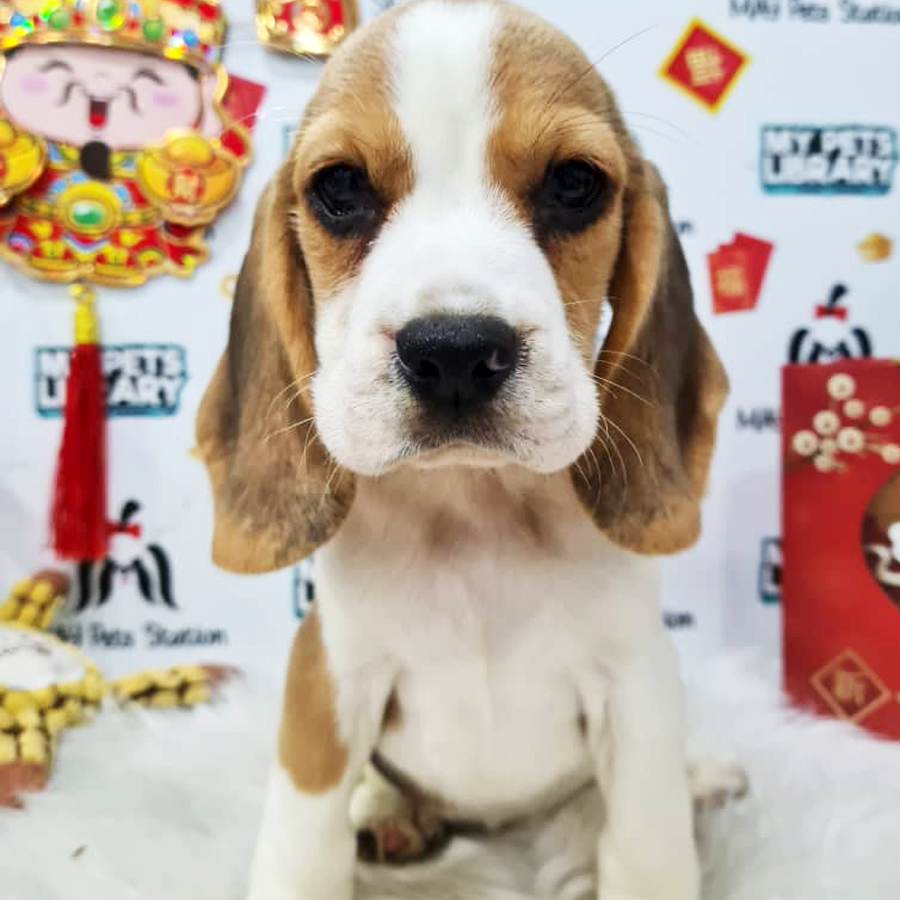 Beagle Puppy (Female) For Sale