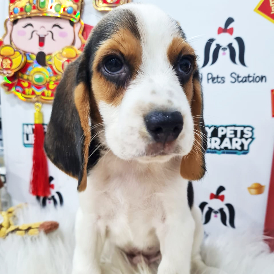 Beagle Puppy (Male) For Sale