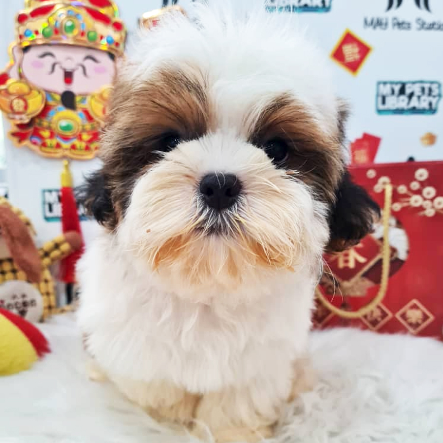 Shih Tzu Puppy (Male) For Sale