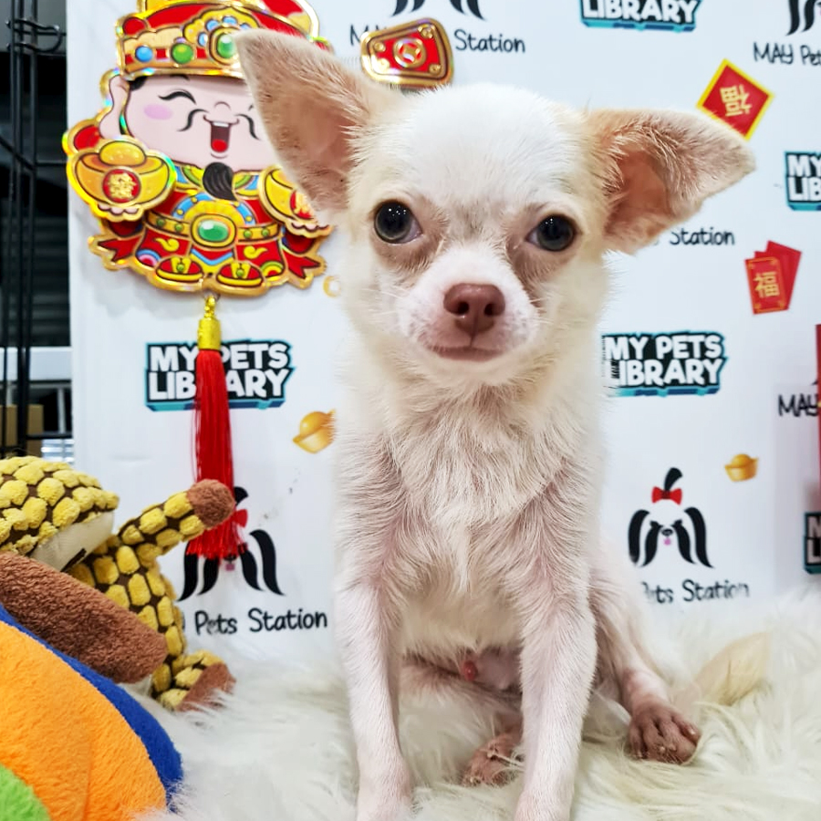 Chihuahua Puppy (Male) For Sale