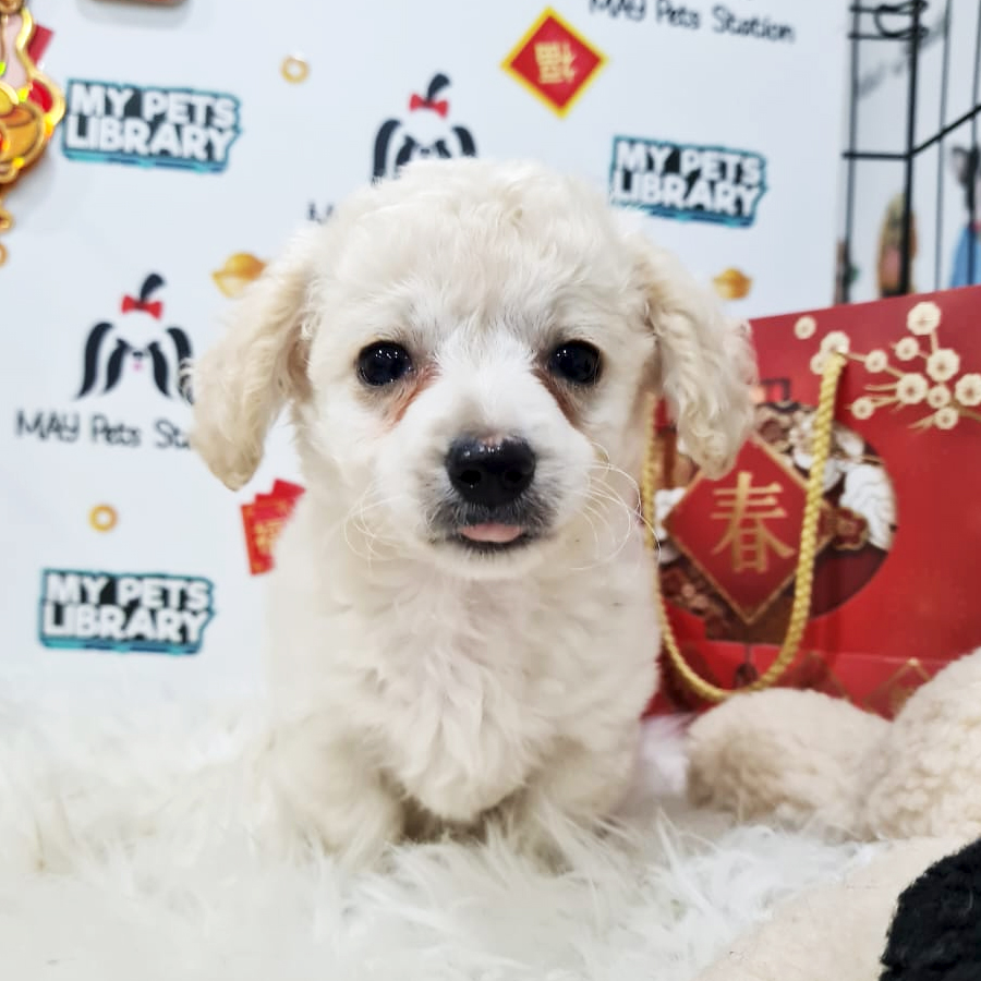 Poodle Mix Puppy (Male) For Sale