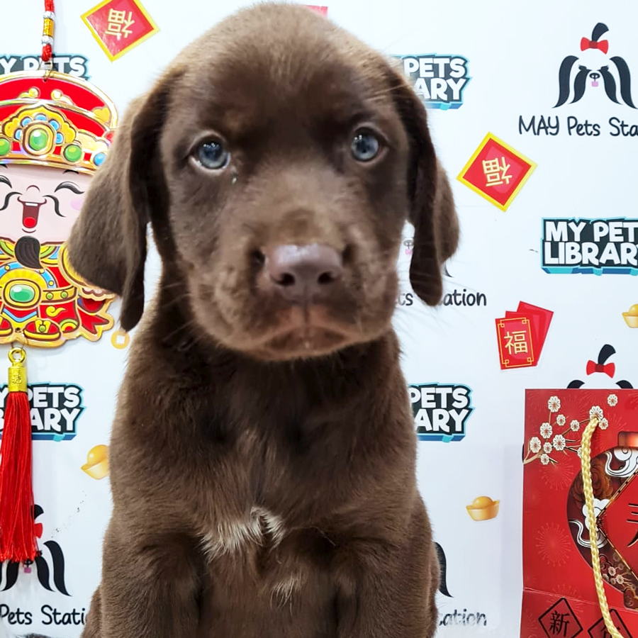 Labrador Puppy (Female) For Sale