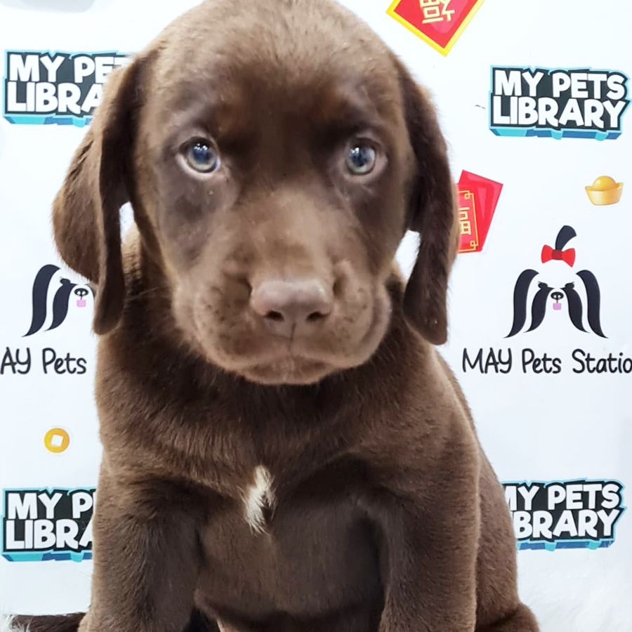 Labrador Puppy (Female) For Sale