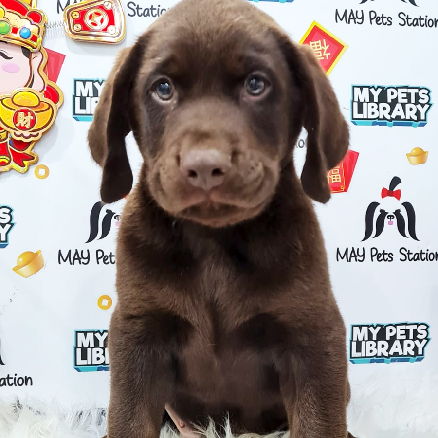 Labrador Puppy (Male) For Sale