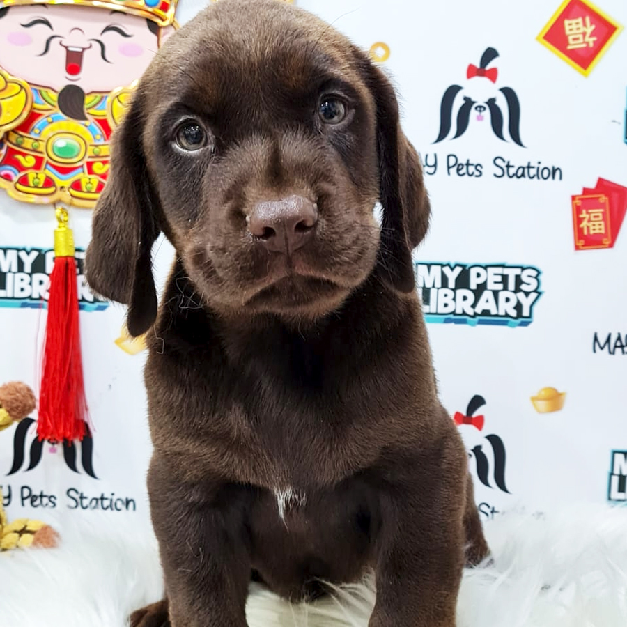 Labrador Puppy (Male) For Sale
