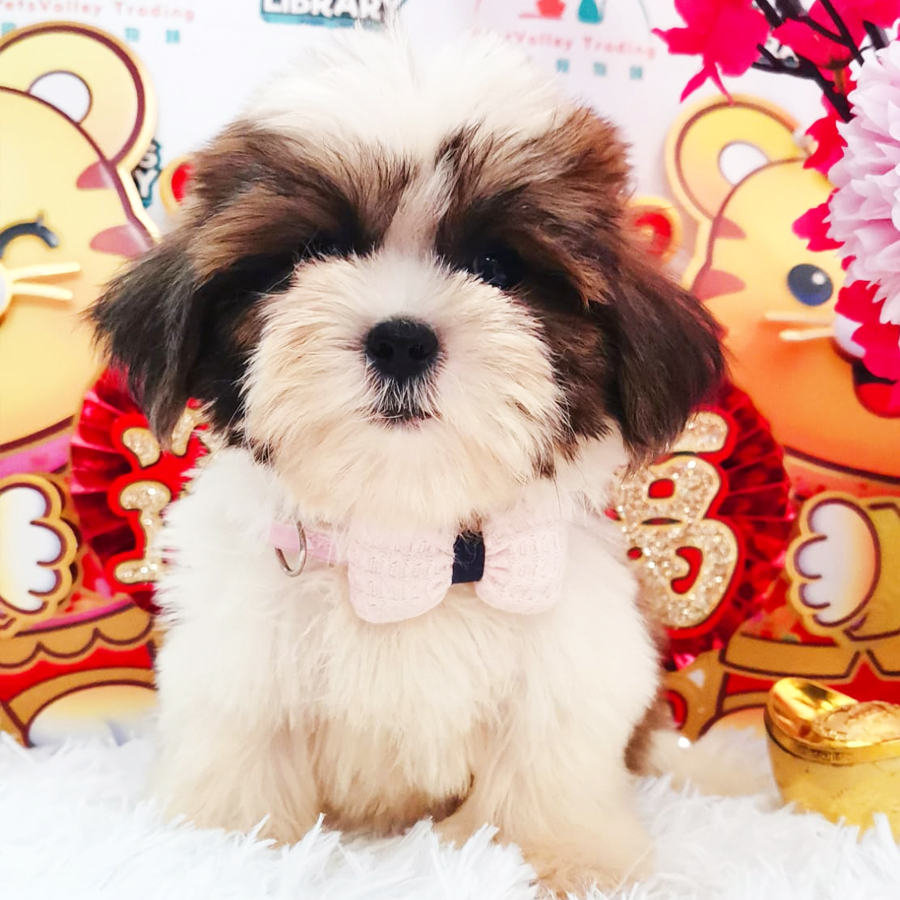 Shih Tzu Puppy (Female) For Sale