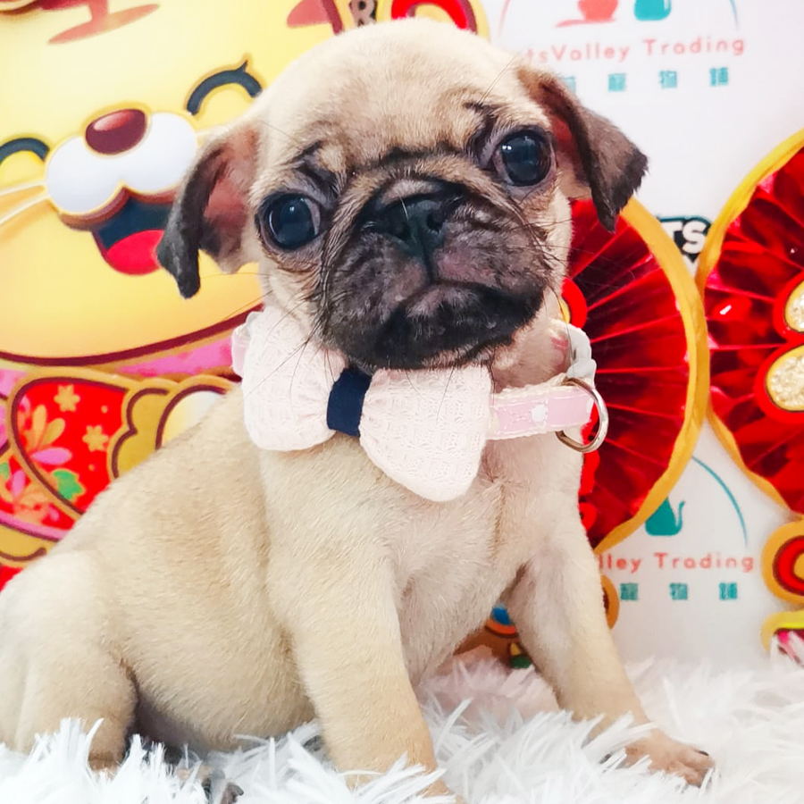 Pug Puppy (Female) For Sale