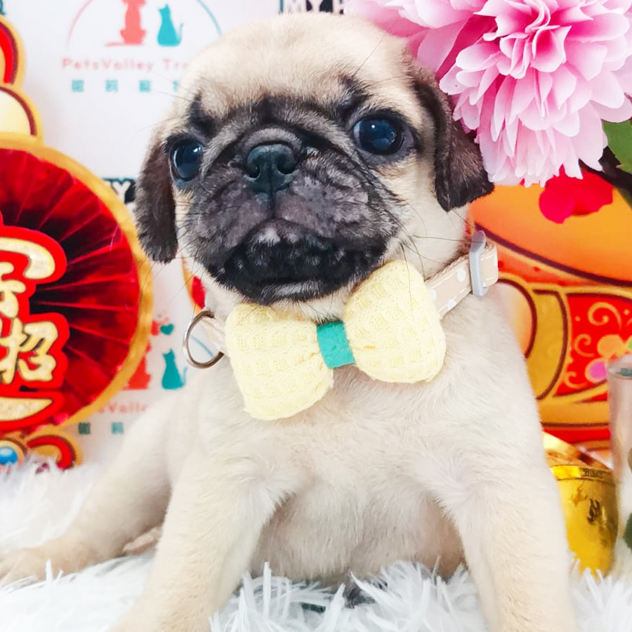 Pug Puppy (Male) For Sale