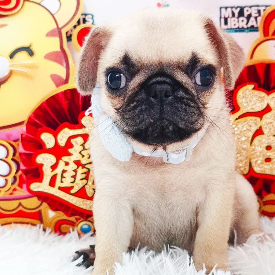 Pug Puppy (Male) For Sale