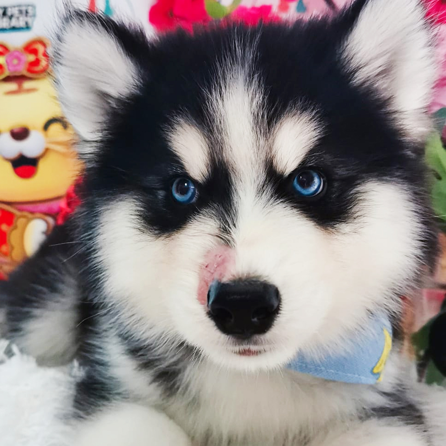 Wooly Husky Puppy (Male) For Sale