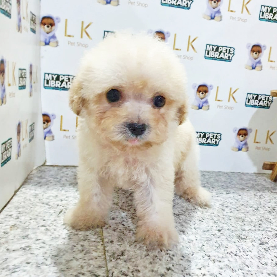 Toy Poodle Puppy (Female) For Sale