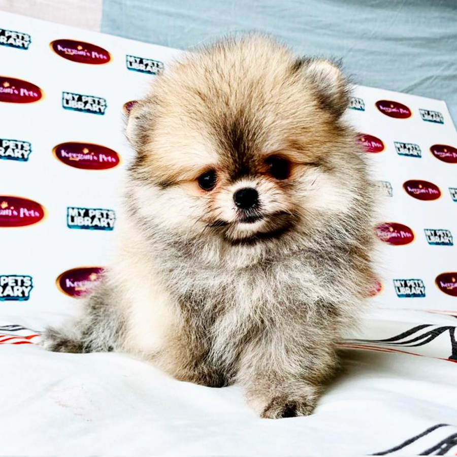 MKA Pomeranian Puppy (Female) For Sale