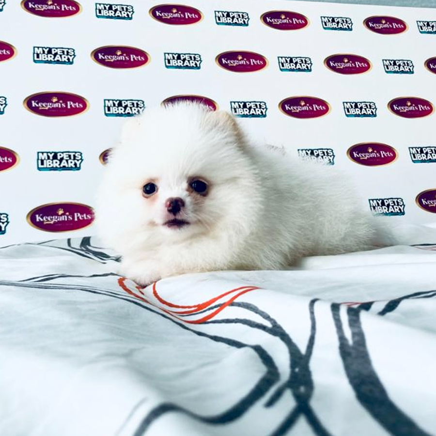 MKA Pomeranian Puppy (Female) For Sale