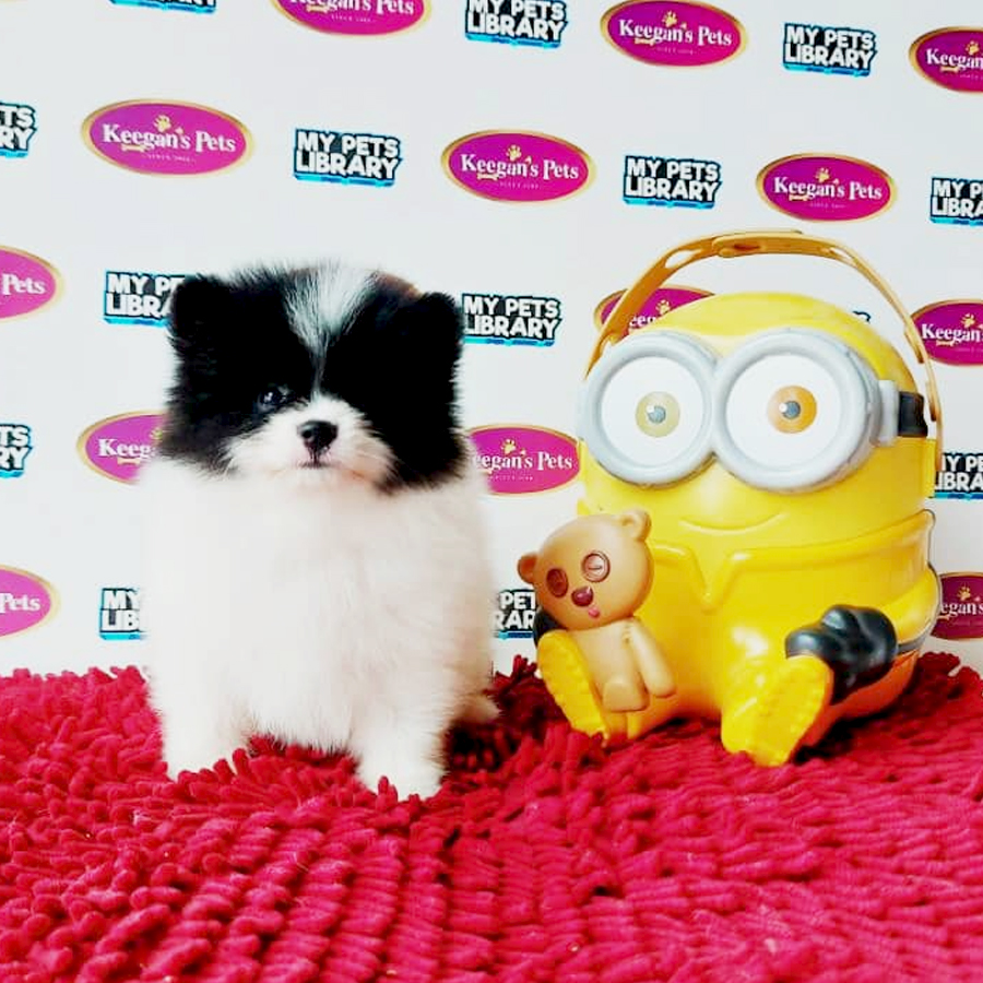 MKA Pomeranian Puppy (Male) For Sale