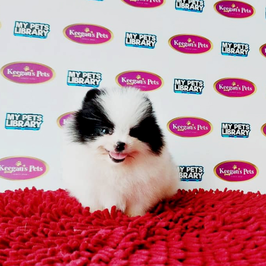MKA Pomeranian Puppy (Male) For Sale