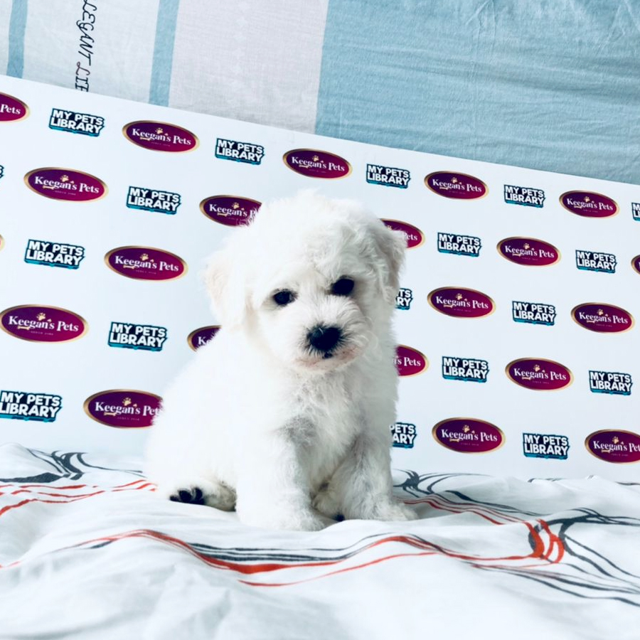 MKA Bichon Frise Puppy (Male) For Sale