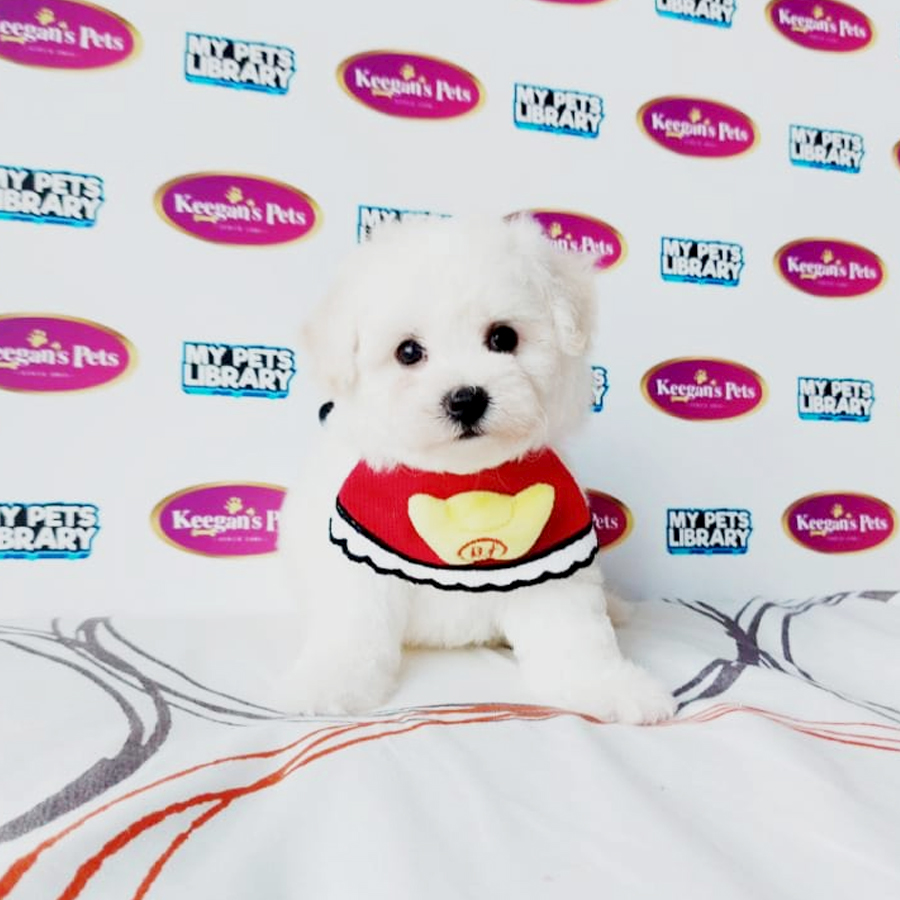 MKA Bichon Frise Puppy (Female) For Sale