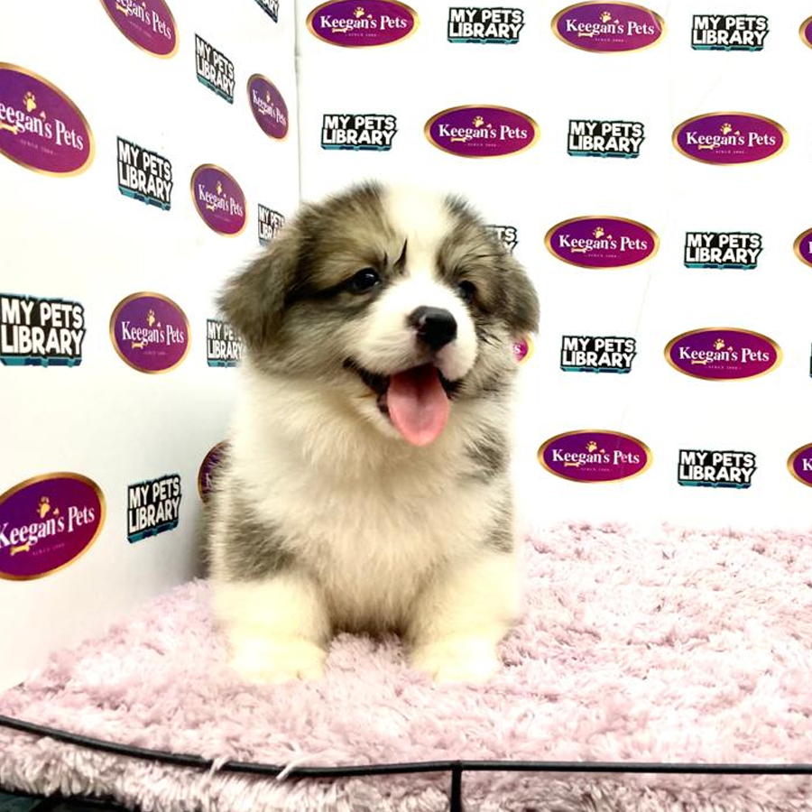 MKA Pembroke Welsh Corgi Puppy (Male) For Sale