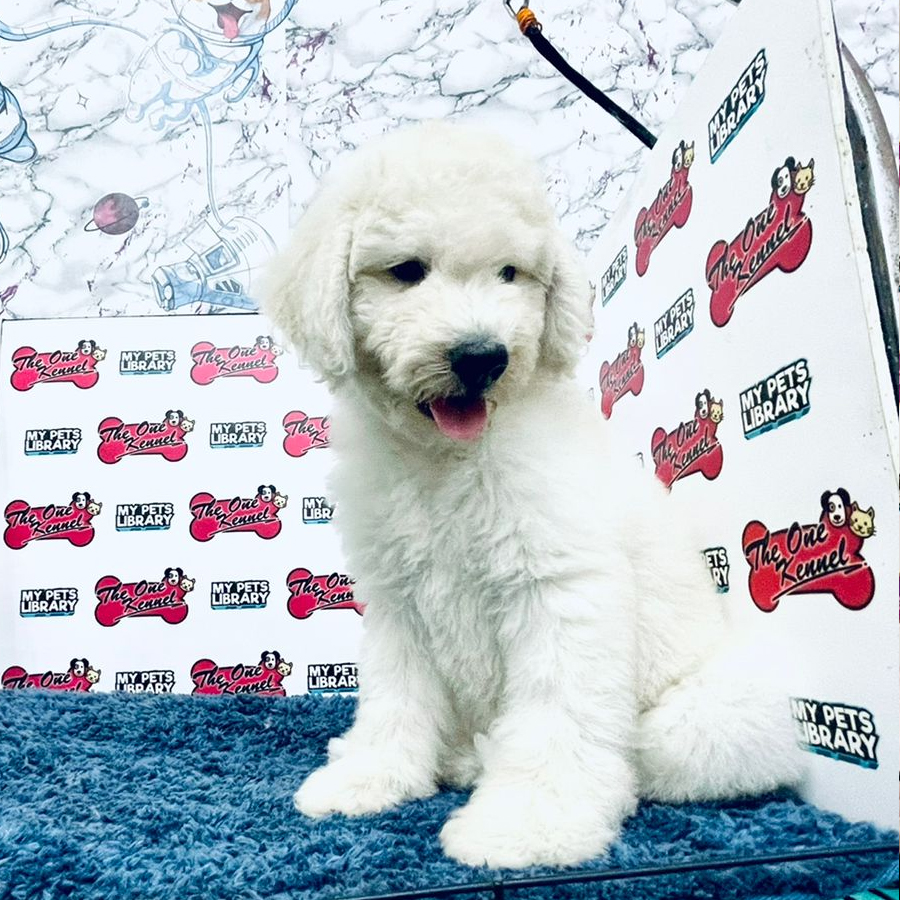 Standard Poodle Puppy (Male) For Sale