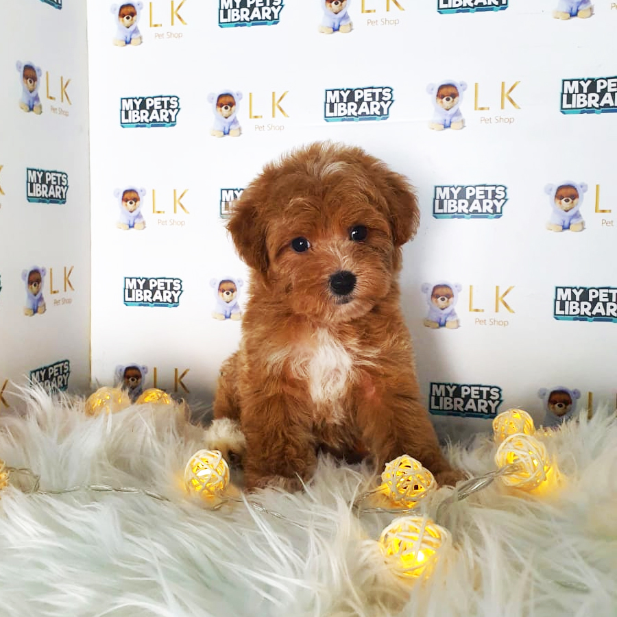 Toy Poodle Puppy (Male) For Sale