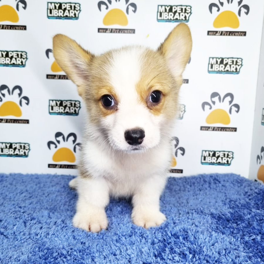 Welsh Corgi Puppy (Male) For Sale