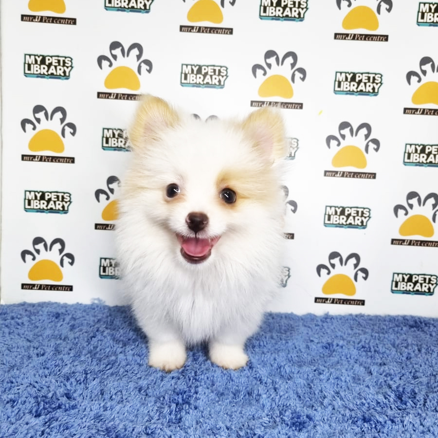 Pomeranian Puppy (Male) For Sale