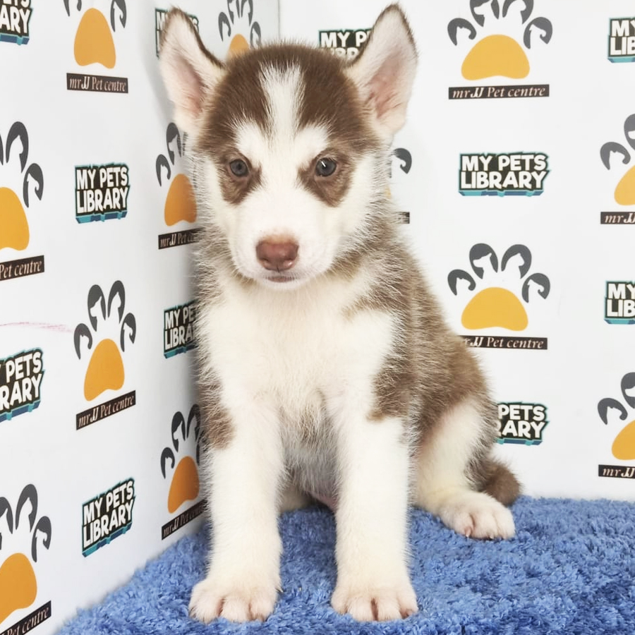Husky Puppy (Male) For Sale