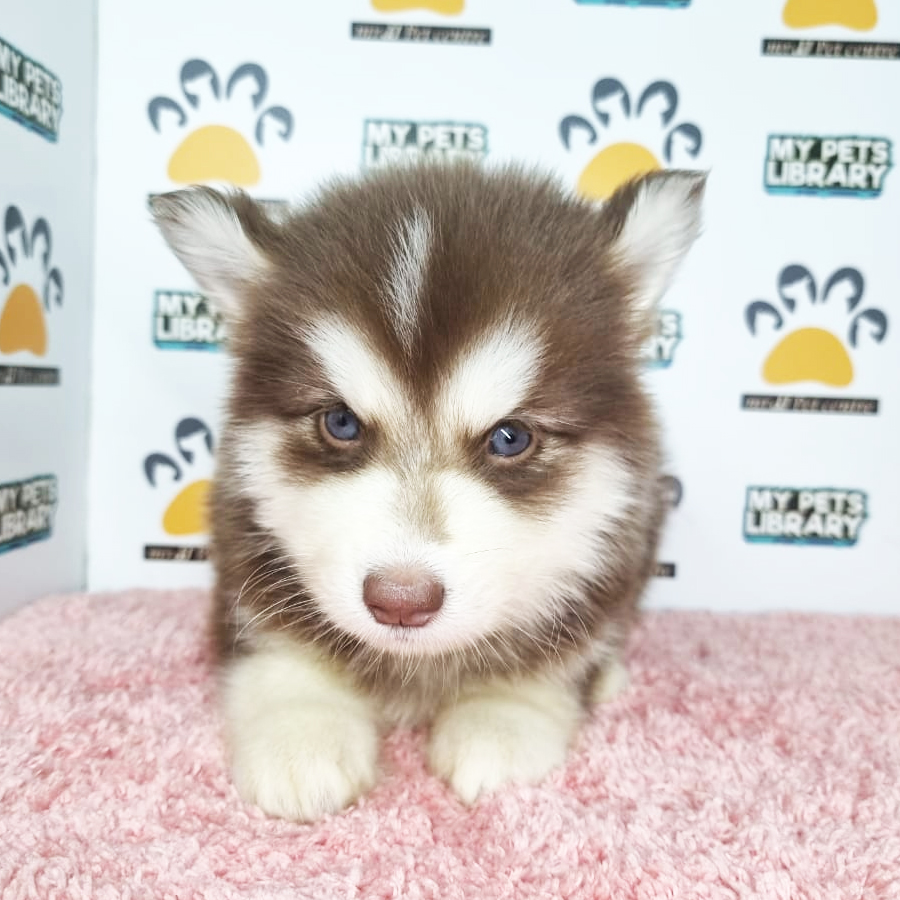 Husky Puppy (Female) For Sale