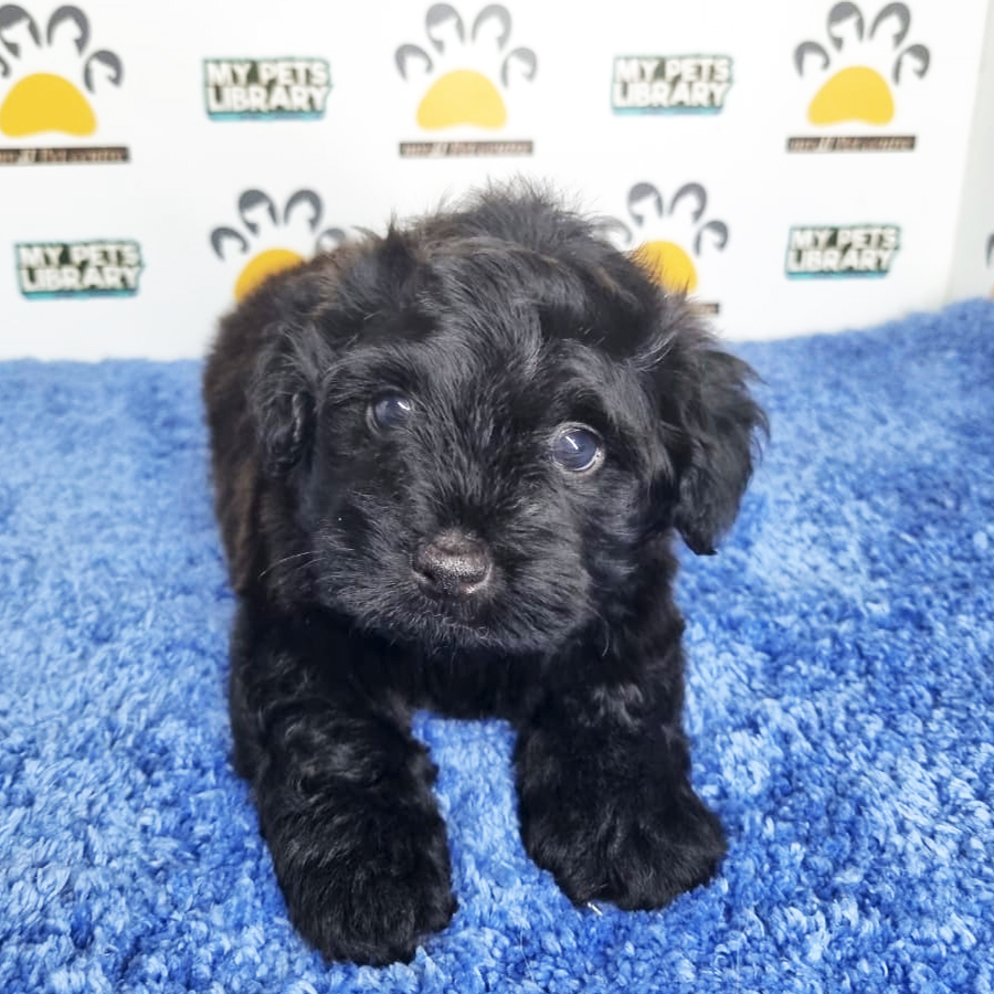 Toy Poodle Puppy (Male) For Sale