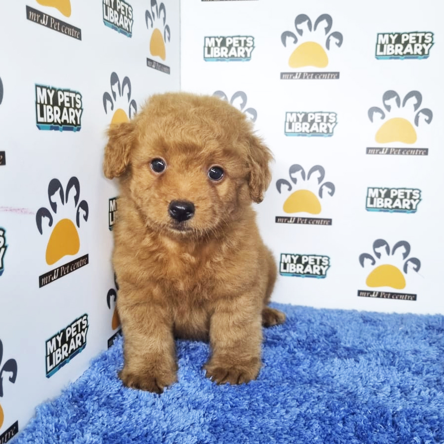 Toy Poodle Puppy (Male) For Sale