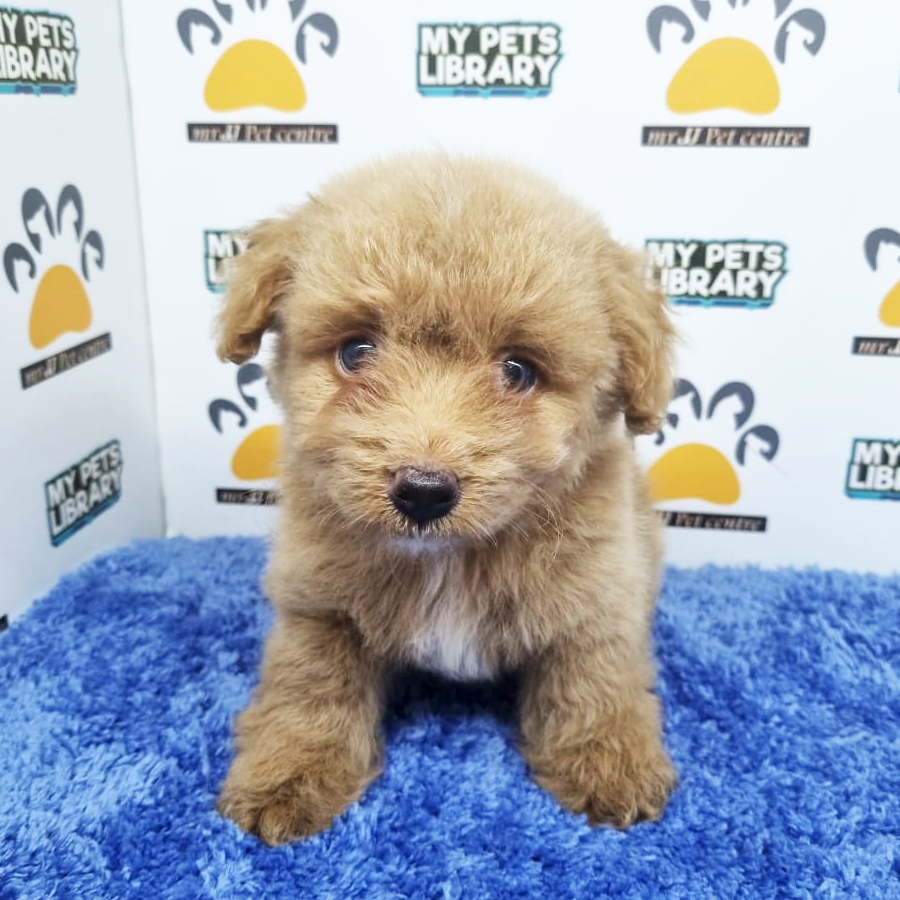 Toy Poodle Puppy (Male) For Sale